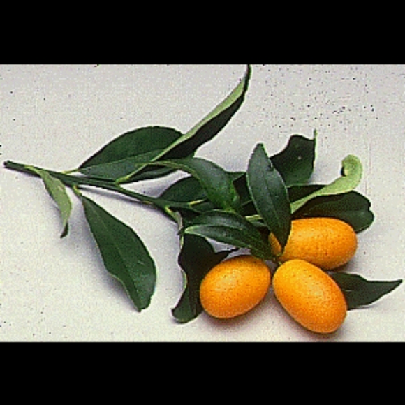 Island Citrus for Men (and Women) - Picture 6 of 6